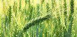 фото Семена озимой пшеницы Гром.
