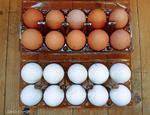 фото Продаем куриное яйцо оптом от производителя в Воронеже.