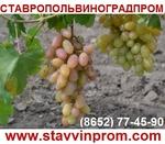 фото Предлагаем купить виноград столовых сортов - продажа оптом от производителя - Ставропольский край.