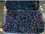 фото Рекомендуем приобрести виноград разных сортов