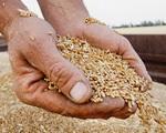фото Пшеница продовольственная оптом