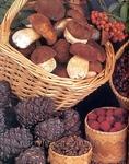 фото Закупаем ягоду грибы и кедровый орех