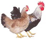 фото Куры, цесарки, цыплята мясо-яичных и декоративных пород. Яйцо инкубационное